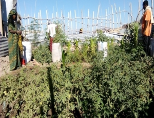 Energy, Environmental Protection and Rehabilitation Project in Aysayta and Barahle Camps